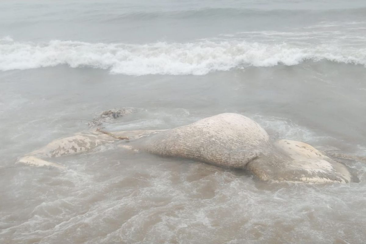 Seekor paus mati terdampar di pesisir pantai Abdya