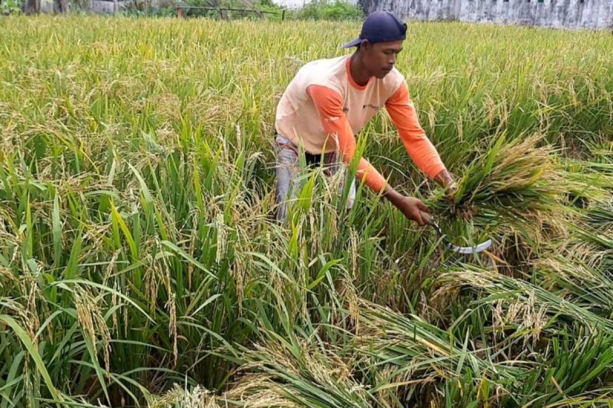 Pemkab Bengkayang jadikan sektor pertanian prioritas RKPD 2023