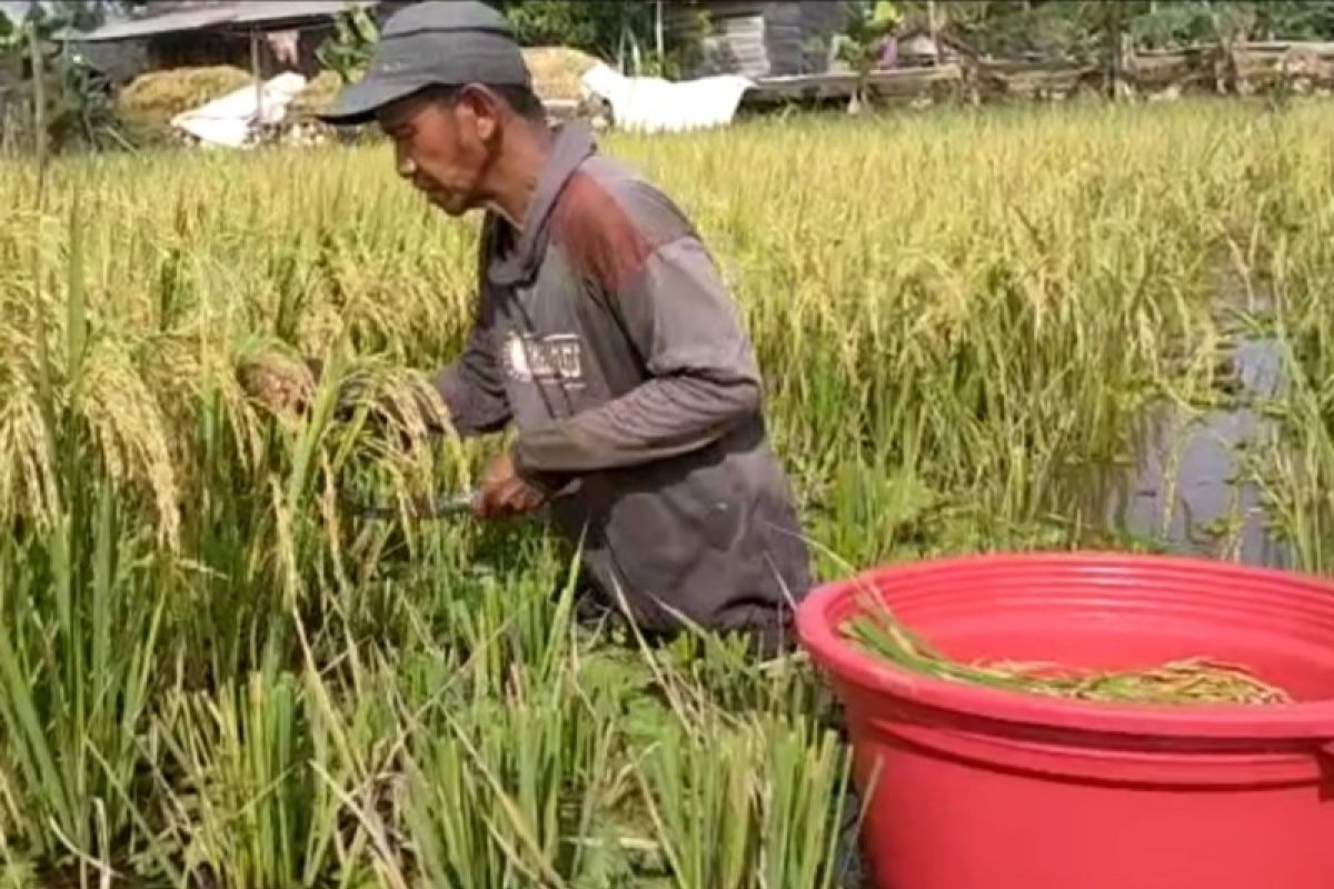 Petani HSU terima ganti rugi dari asuransi setelah gagal panen