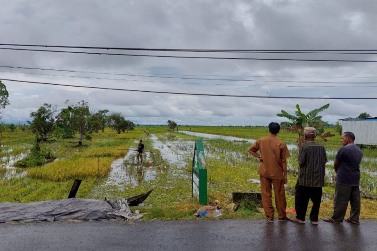 Dinas Pertanian antisipasi ancaman gagal panen