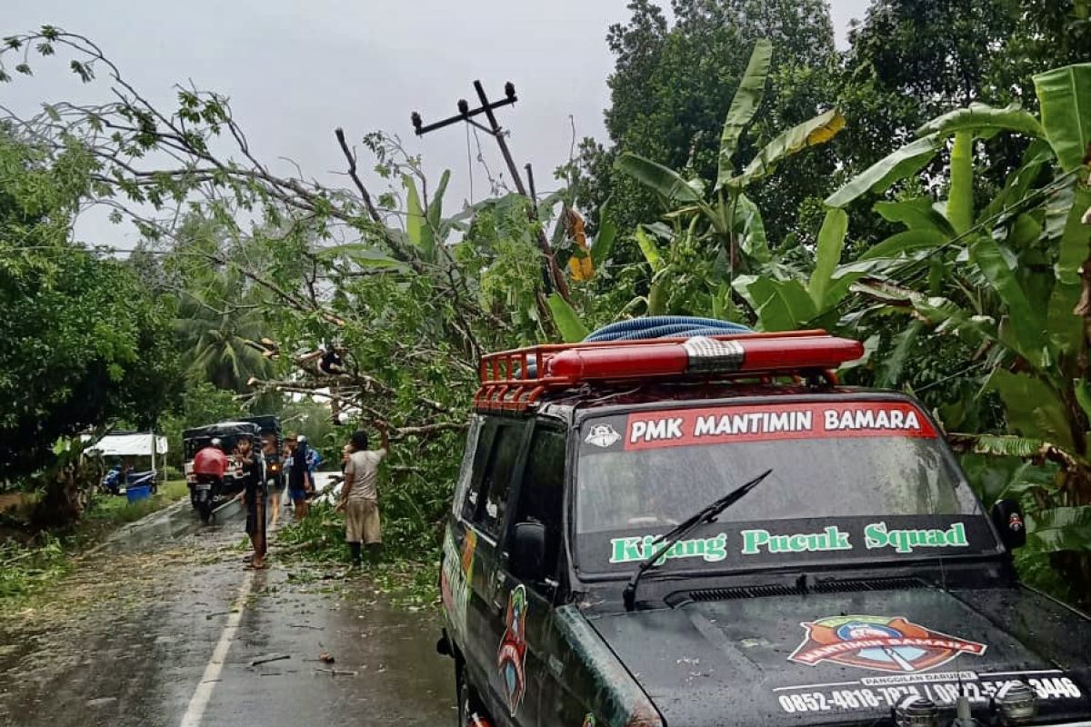 Pohon tumbang di Balangan akibatkan akses jalan terganggu