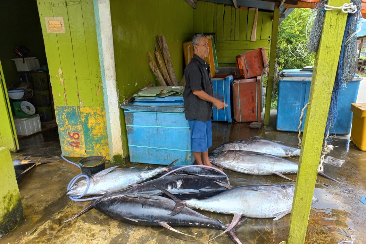 Hasil tangkapan ikan di PPI Ujong Serangga capai 4 ribu ton per bulan