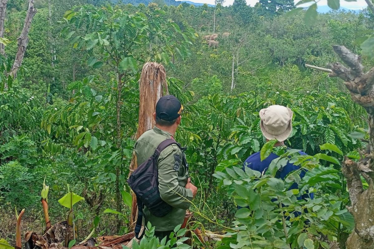 Kawanan gajah liar resahkan warga di Lampung Barat