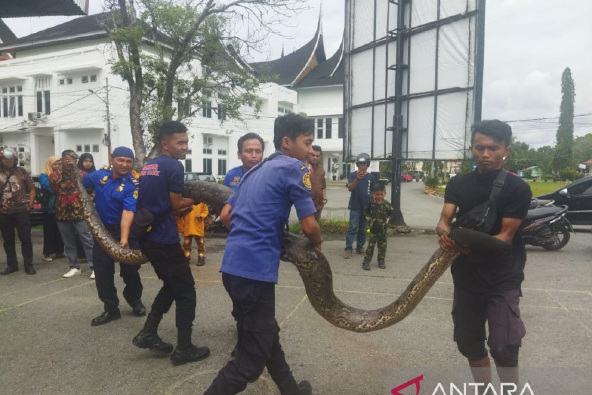 Sebelum diserahkan ke Damkar Solok, Ular python sepanjang 5,5 meter dikarantina warga