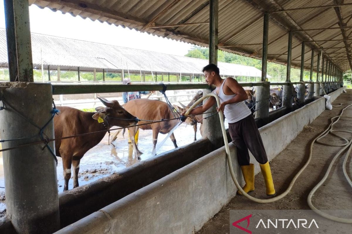 Antisipasi virus LSD, peternak di Banten berikan vitamin pada sapi