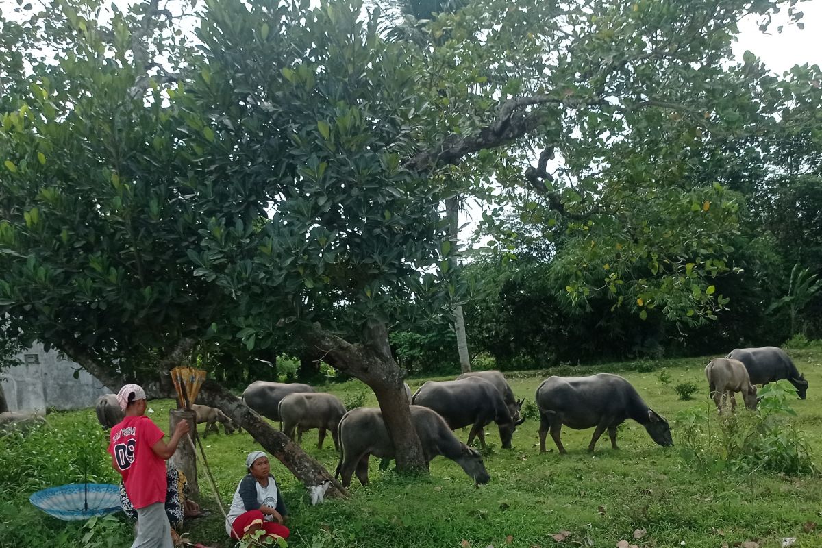 Dinas Peternakan: Usaha peternakan di Lebak jadi andalan masyarakat