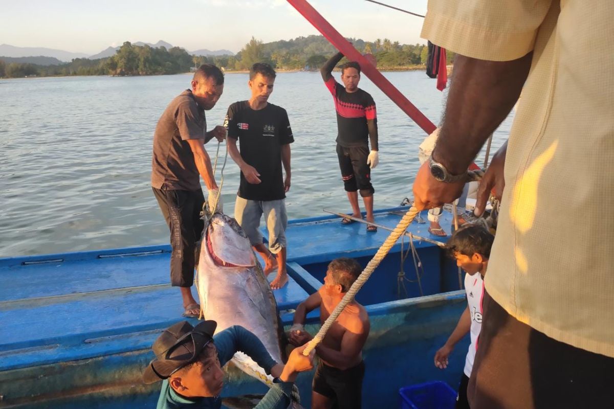 Tangkapan nelayan turun, harga ikan di Aceh Jaya meningkat