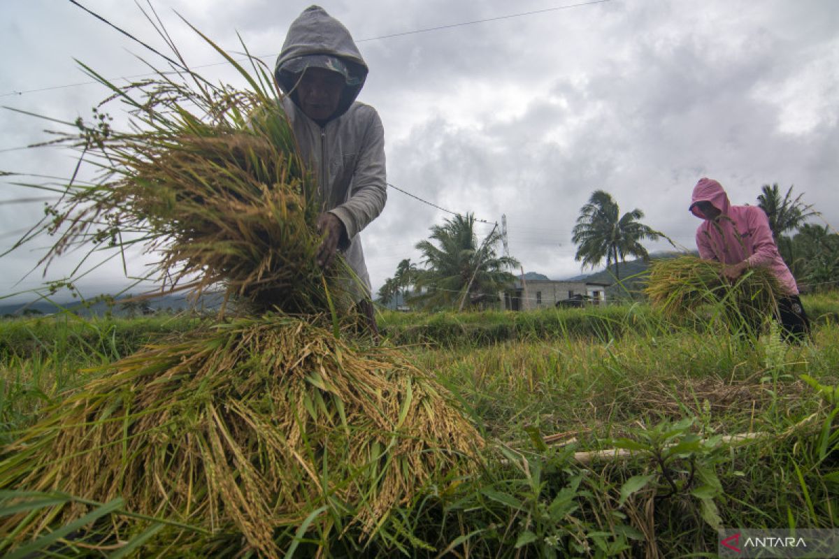 Target produksi Pasaman Barat 63.301 ton tahun ini