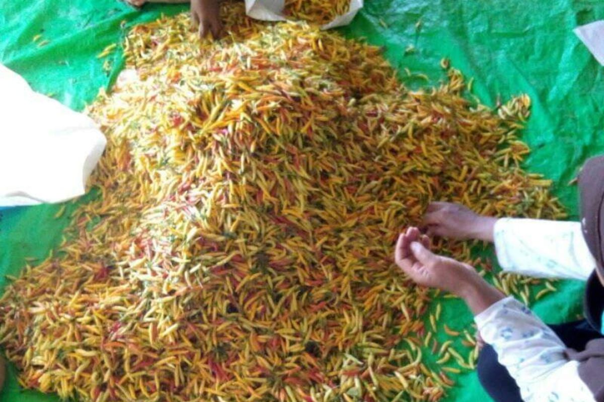 Master pertanian cabai Lazizmu di Landak tingkatkan pendapatan petani