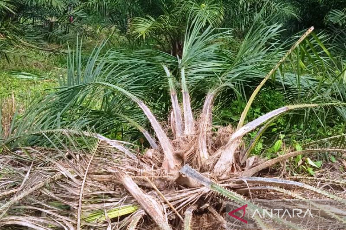 Dua hektare kebun kelapa sawit di Aceh Barat rusak diamuk gajah
