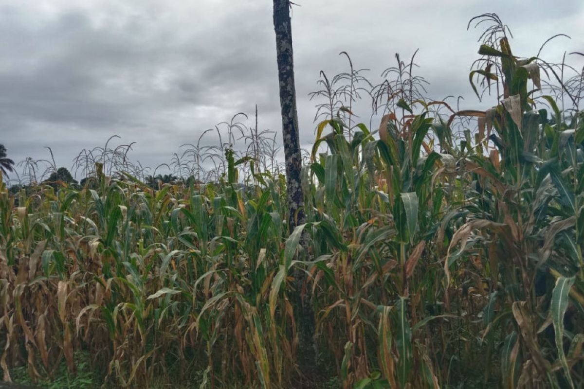 Pesisir Selatan miliki peluang jadi Sentra Jagung di Sumbar