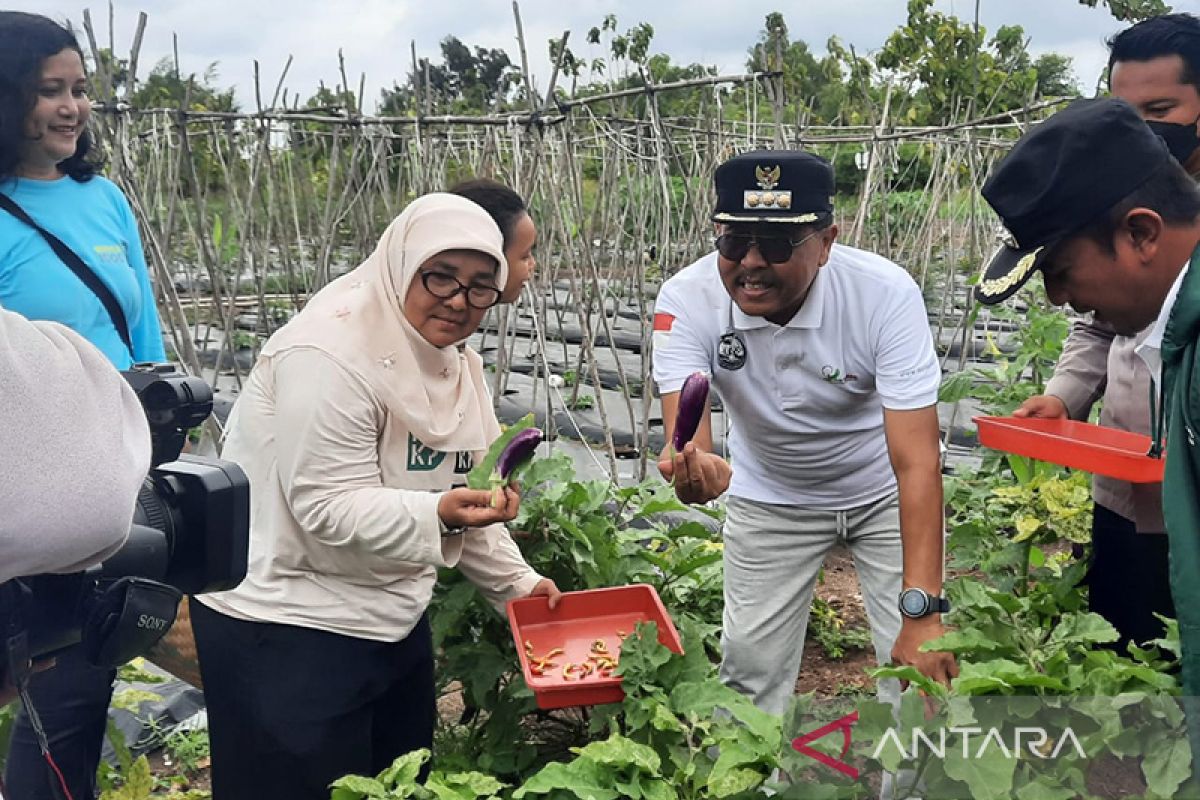 Kepulauan Seribu panen 75 kg cabai dan terong di Pulau Tidung Kecil