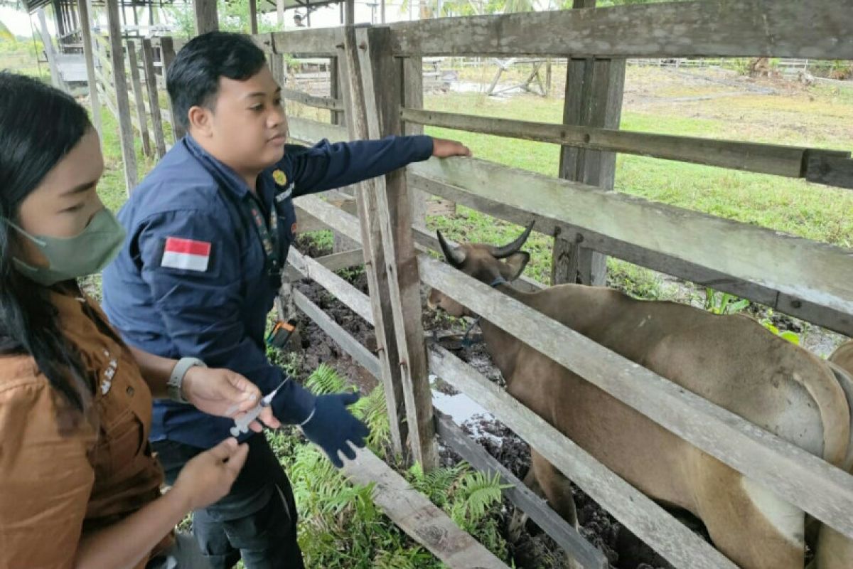 Distan Kabupaten PPU Kaltim optimistis vaksin  10.000 ekor sapi