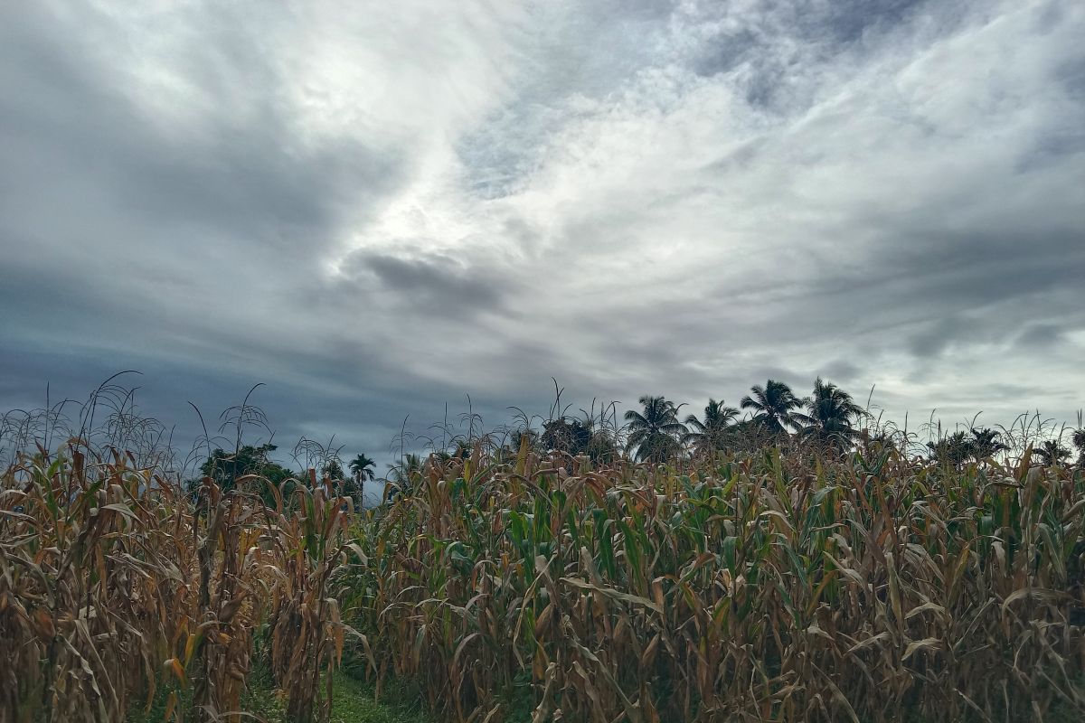 Terdampak cuaca, produksi jagung Agam turun 3.319,8 ton pada 2022