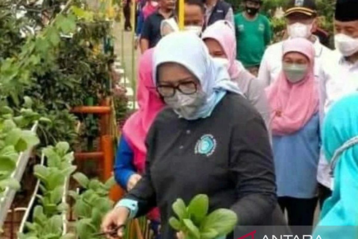 Jakarta Barat siapkan benih bantu warga bercocok tanam hidroponik