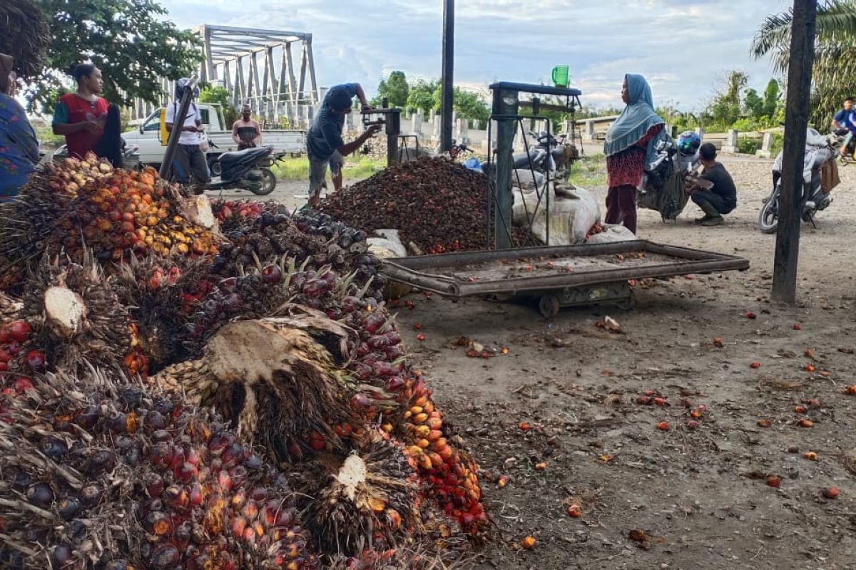 Distanpan: Luas kebun sawit rakyat di Abdya capai 20 ribu hektare