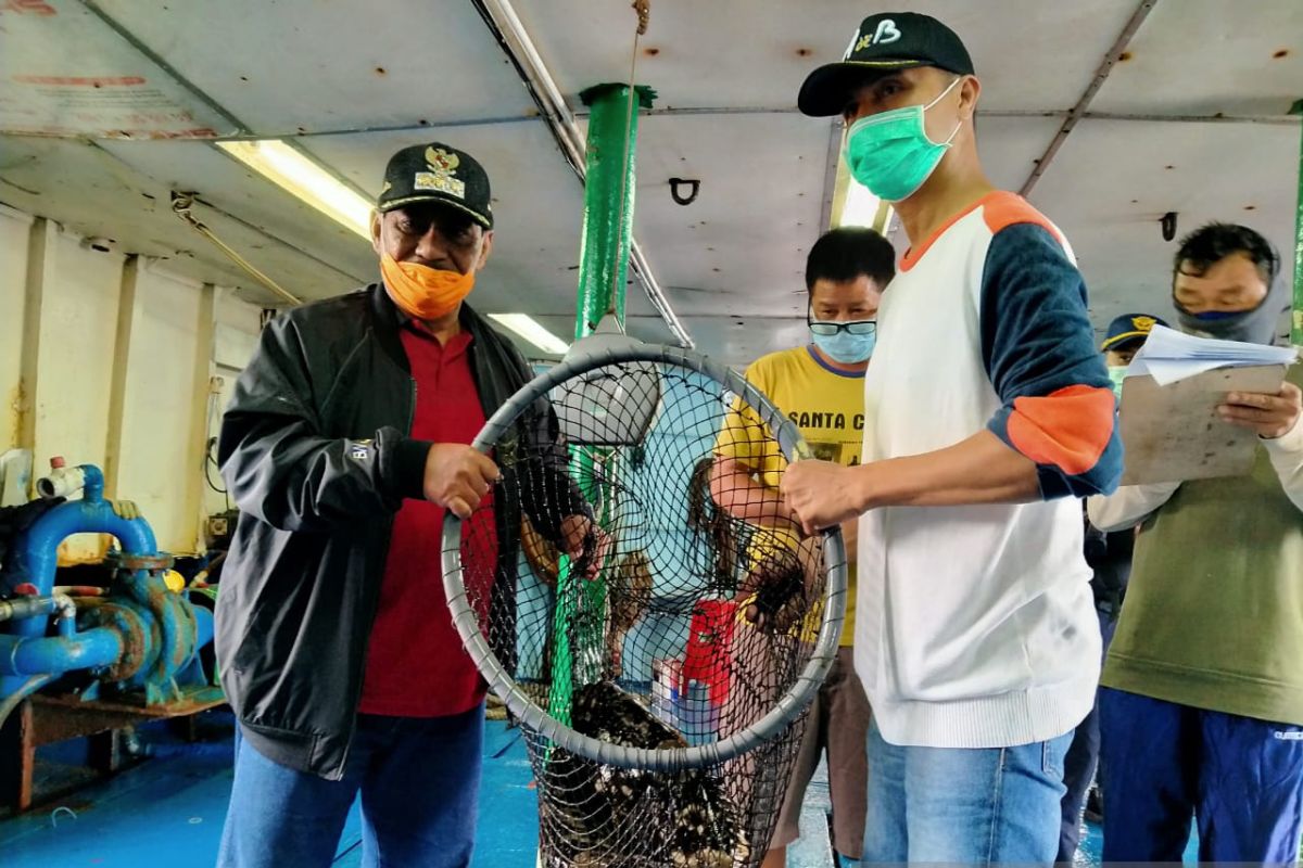 Ekspor ikan kerapu Belitung menuju Hongkong menurun