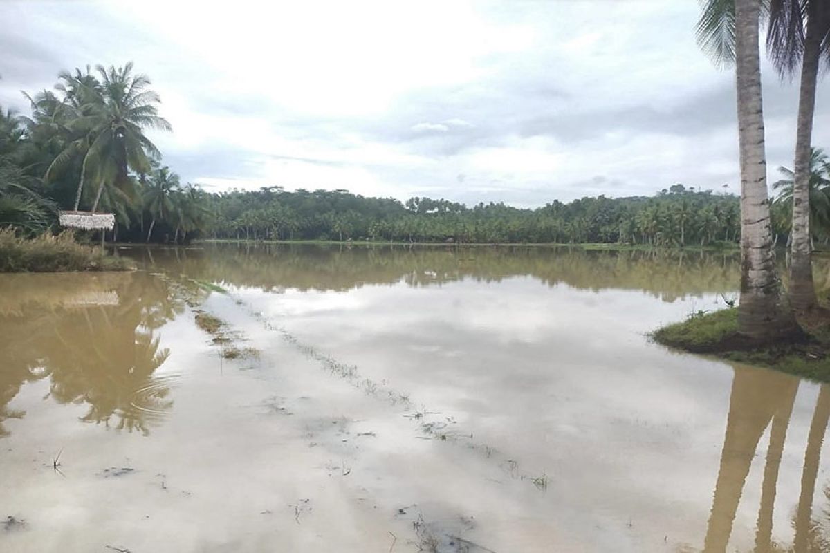 360 hektare persawahan di Aceh Utara terendam banjir