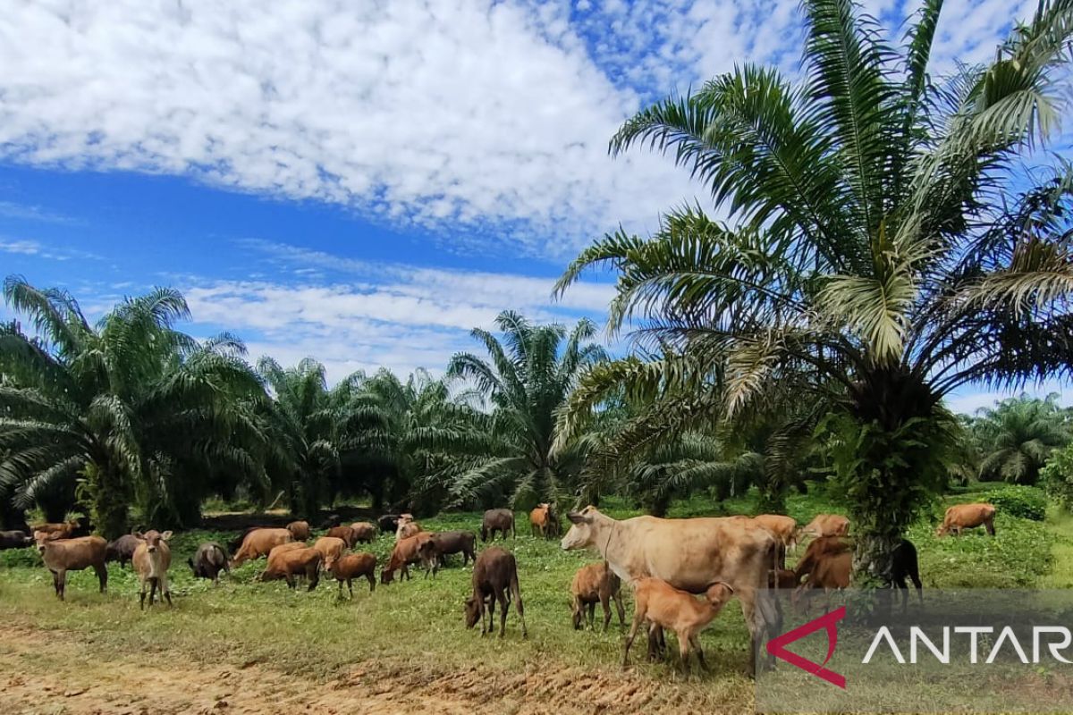 Disbunnak Kalbar prioritaskan tingkatkan produksi sapi lokal
