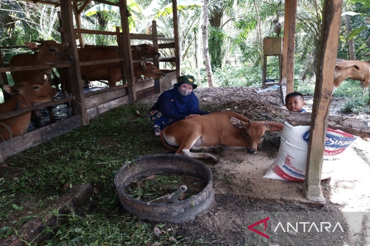 Selamatkan sapi bali dengan pembibitan terencana