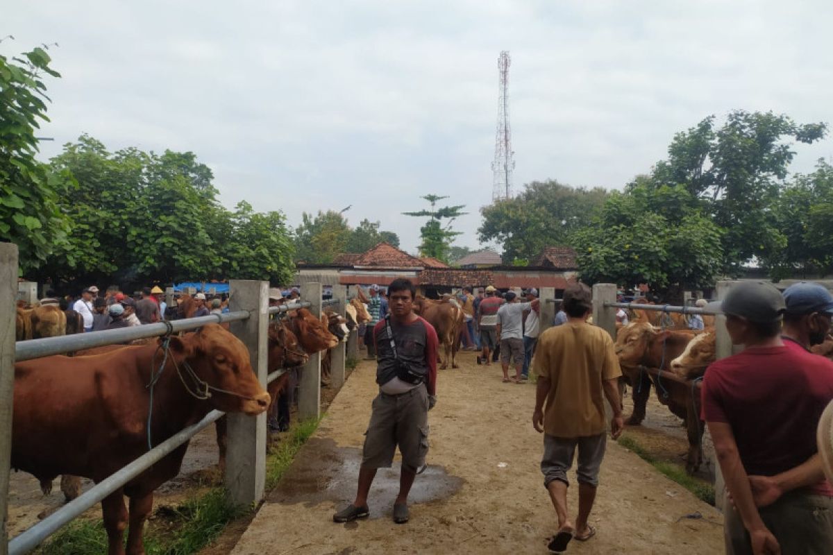 Ratusan ternak di Ponorogo terpapar wabah PMK