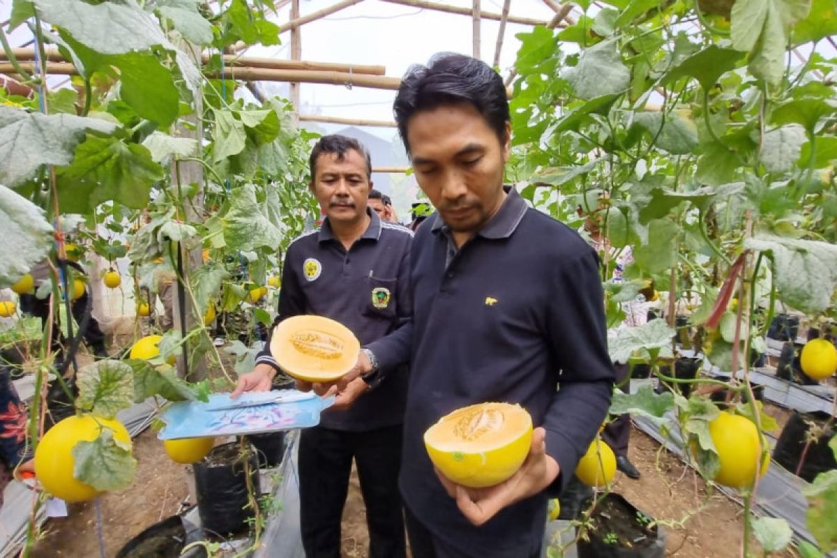 Tingkatkan untung petani, Pemkab Madiun budidayakan melon jenis Kinanti