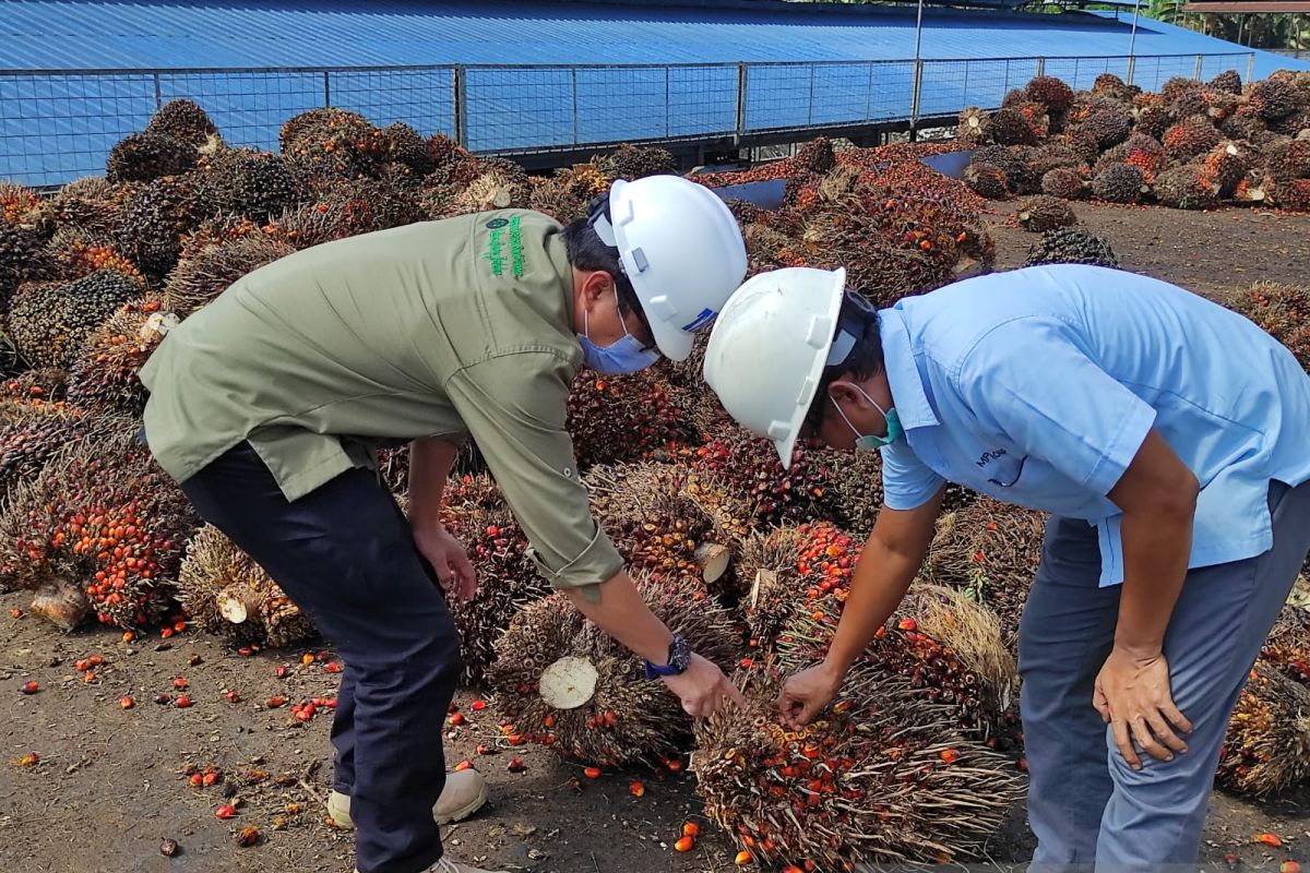 Disbunnak Kalbar optimalkan kontribusi dari investasi perkebunan