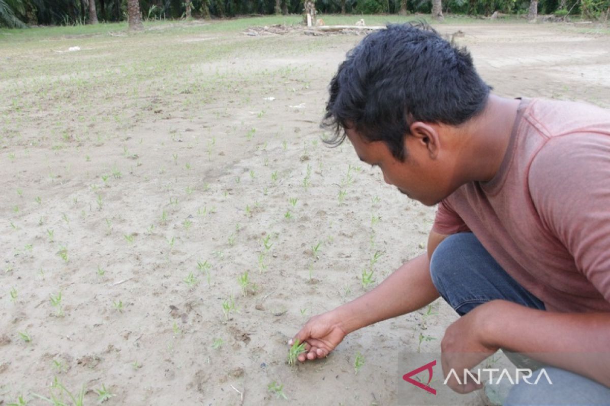 Petani Aceh Tamiang rugi puluhan juta setelah tanaman palawija mati terendam banjir