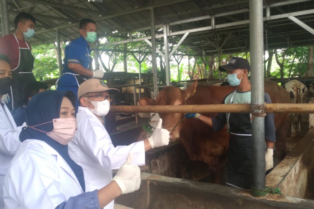 Vaksinasi PMK di Banten ditargetkan capai 50 ribu dosis Tahun 2023