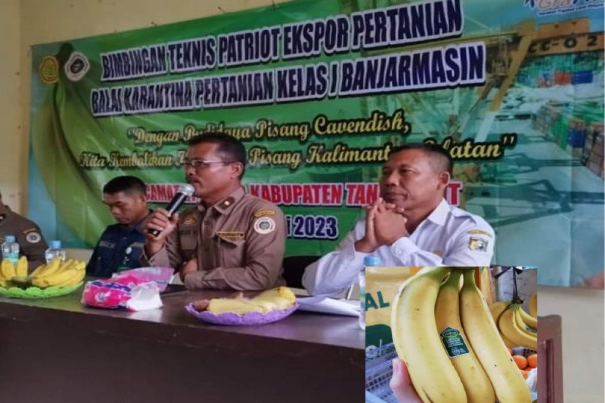 Banjarmasin Agricultural Quarantine encourages cavendish export acceleration
