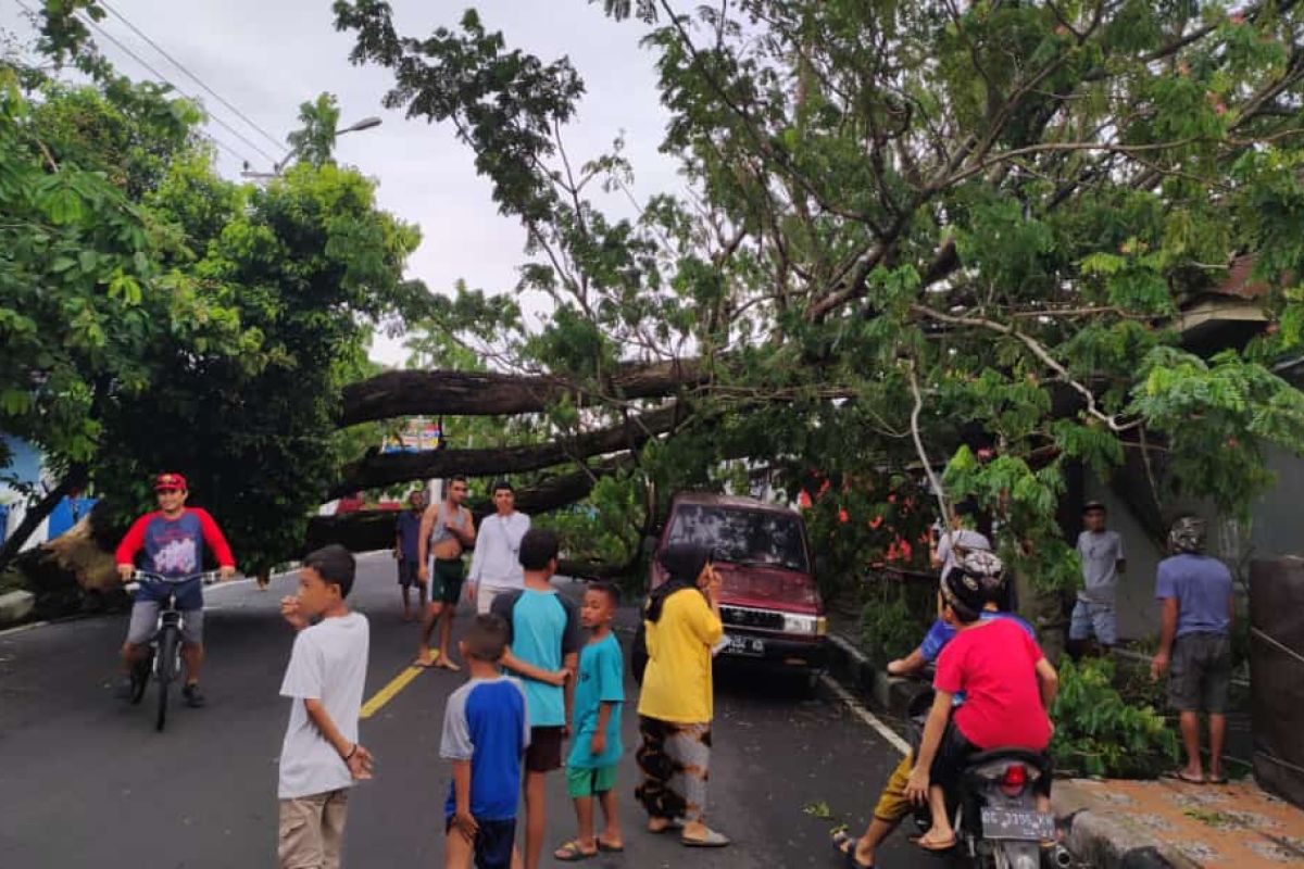 Pohon  tumbang akibatkan lalu lintas ke Bandara Ternate tertutup