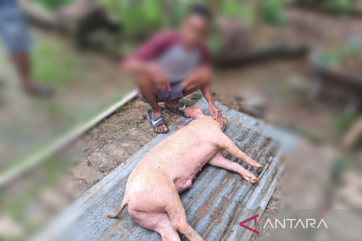 Disnak NTT catat  babi mati mendadak jadi 256 ekor