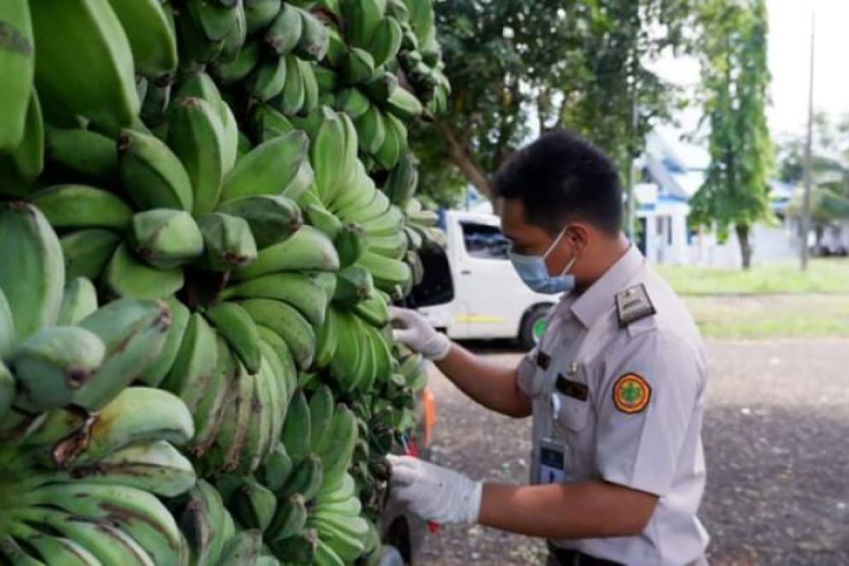 Sebanyak 203 ton pisang Sulbar dipasarkan ke Kaltim pada 2022