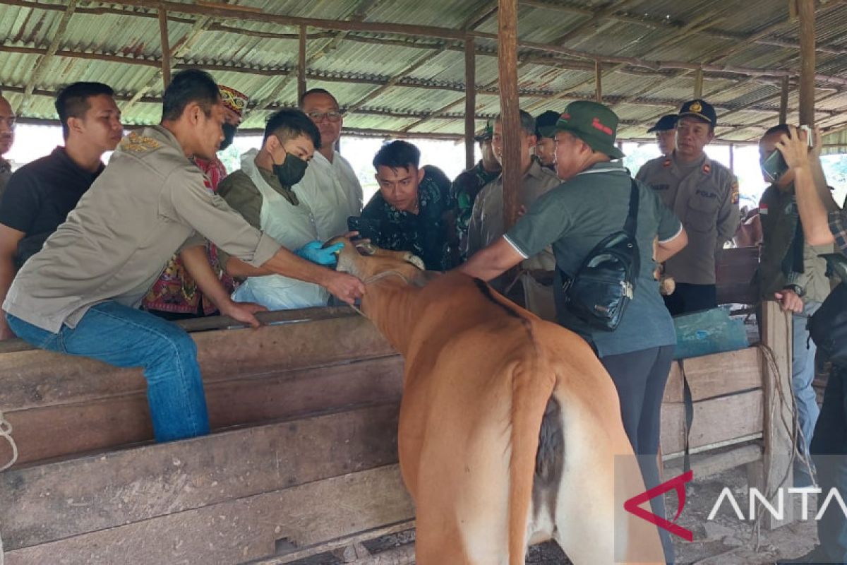 Vaksinasi PMK di Kalimantan Barat terus digencarkan