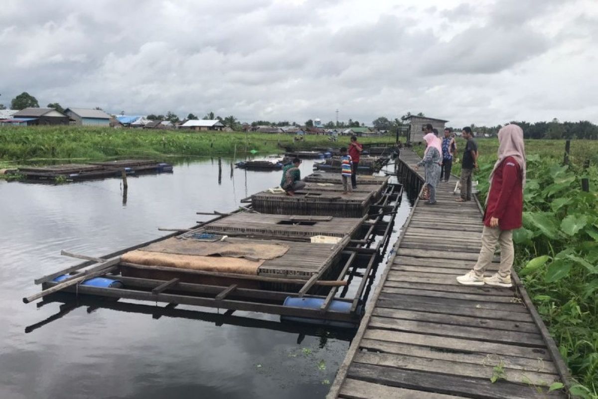 Dinas Perikanan HSU mulai budi dayakan ikan gabus tekan Inflasi