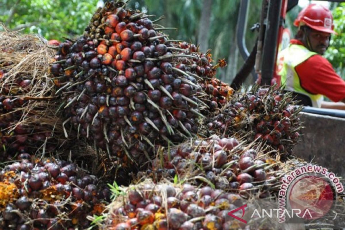 60.000 kecambah sawit segera disalurkan kepada petani di Kabupaten Batang Hari