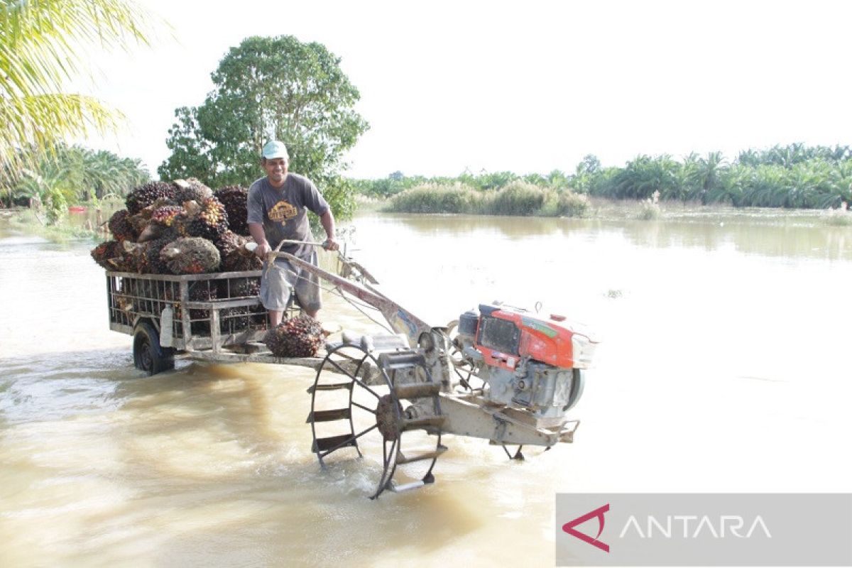 Petani sawit di Aceh Tamiang tunda panen akibat lahan kebanjiran