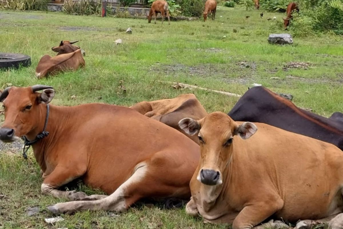 Kotabaru boosts cattle population through Sikomandan program