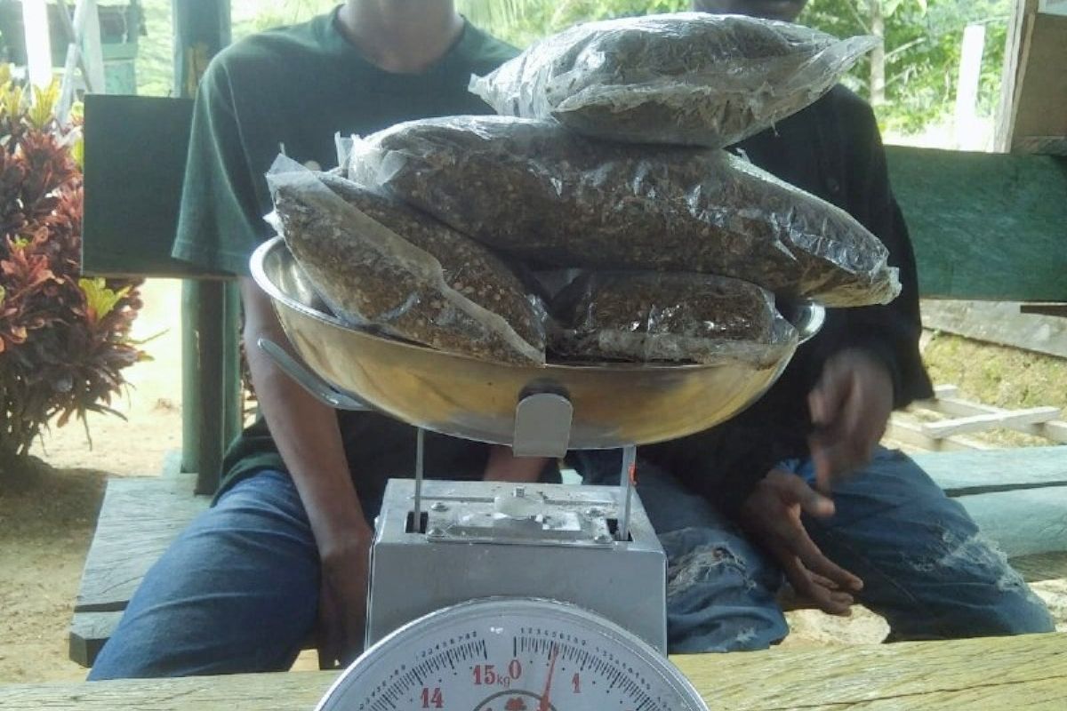 Satgas RI-PNG Yonif 132/BS tangkapdua pembawa 500 gram ganja