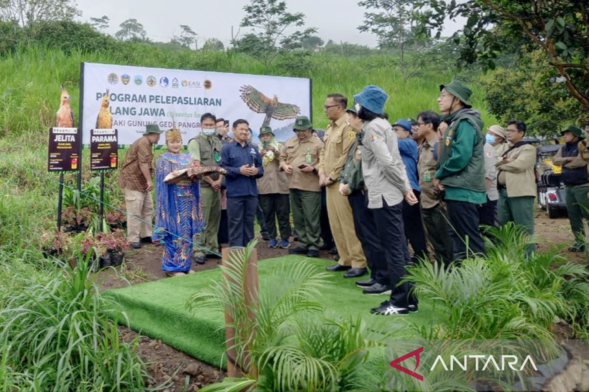 Sepasang elang jawa Jelita-Parama dilepasliarkan di TSI Bogor