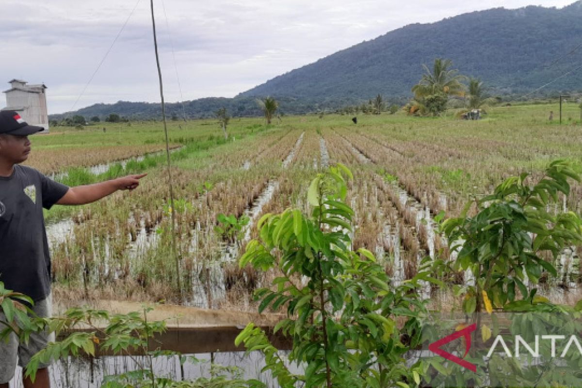 Petani tunda tanam padi seluas 125 hektare antisipasi hama