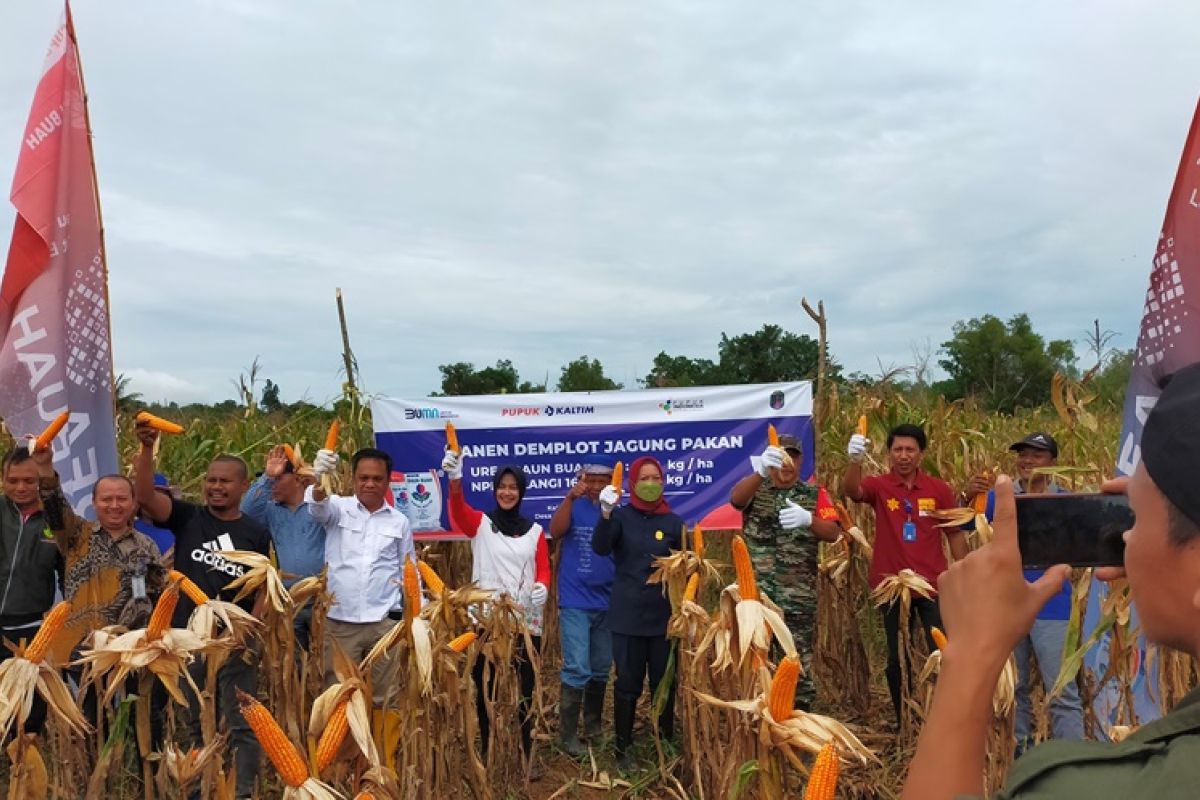 Pupuk Kaltim tingkatkan produktivitas jagung pipil Nunukan melalui gelar Demplot