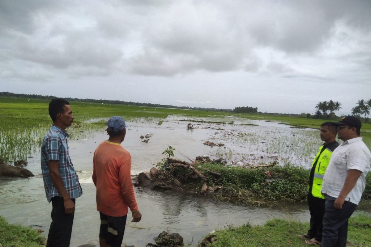 Seluas 4.093 hektare sawah di Pidie terendam banjir