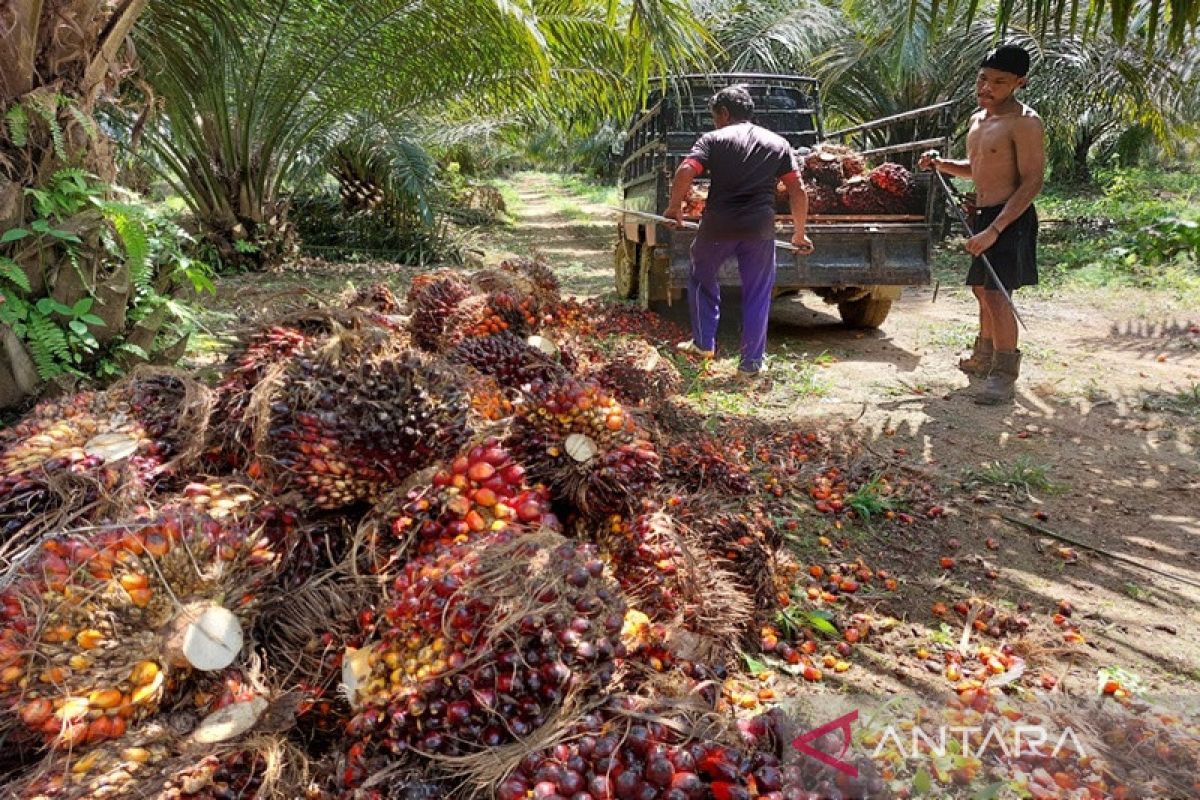 Pendapatan petani sawit di Tanah Bumbu turun drastis