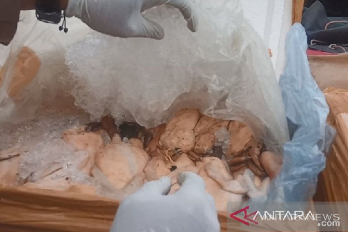 2,2 ton daging ayam dari Sumatera ditolak masuk Pangkalpinang