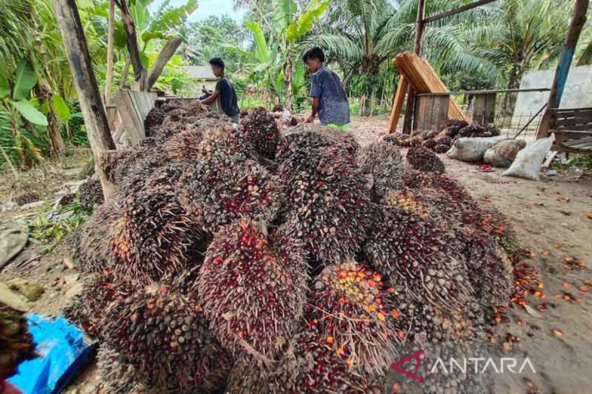 Pemkab Aceh Timur ajak investor kembangkan industri pengolahan sawit