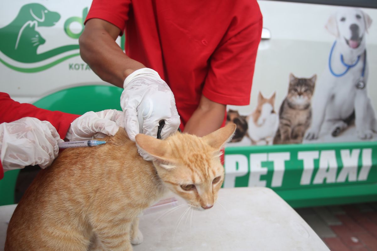 Catat, DKP Kota Tangerang gelar vaksinasi rabies gratis di 13 kecamatan