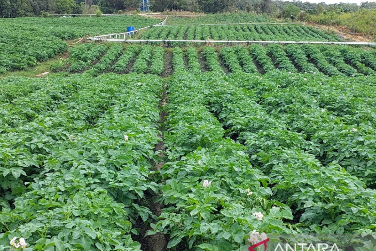 Petani hortikultura di Sumatera Utara bantah program lumbung pangan gagal