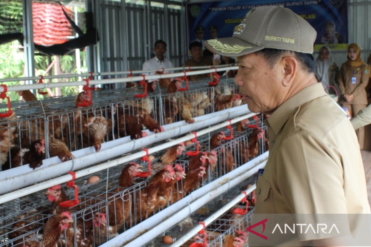 Bupati Tapin : Bisnis ayam petelur menjanjikan untuk masyarakat
