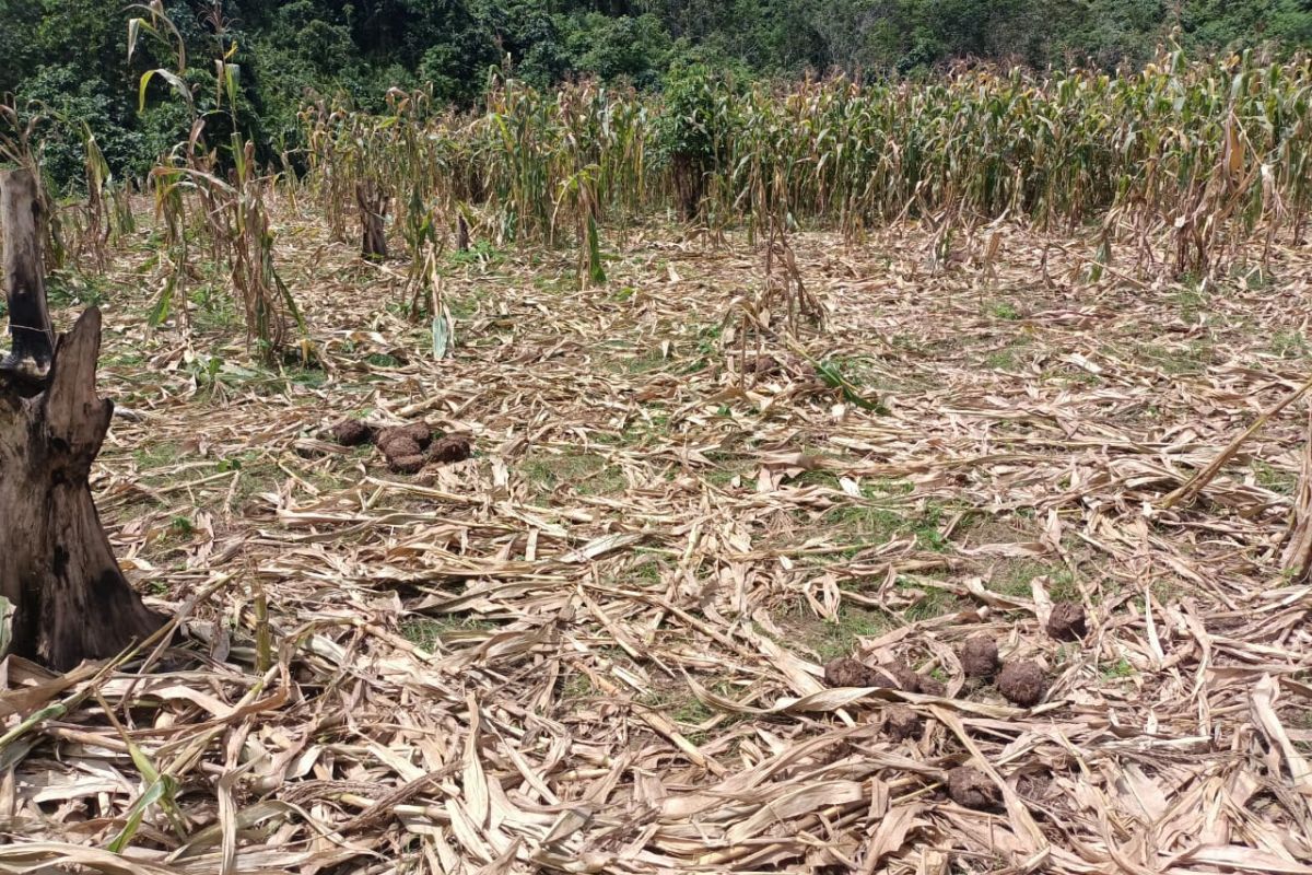 Petani merugi akibat kawanan gajah liar rusak tanaman jagung